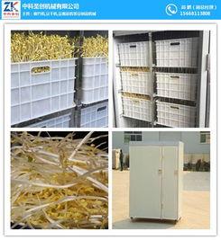 自动豆芽机视频,高效便捷的芽苗种植新体验