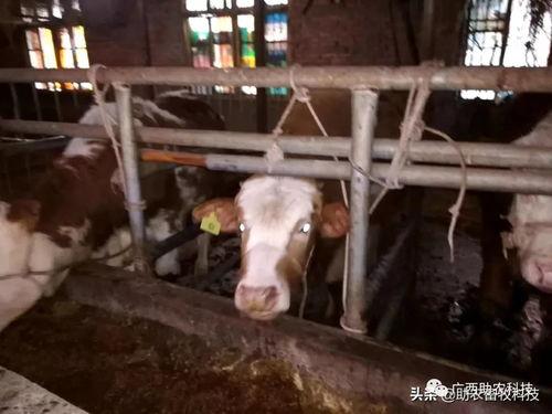 牧草发酵技术视频播放,绿色环保的饲料创新之路