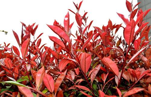 红叶石楠扦插视频,视频教程带你轻松掌握