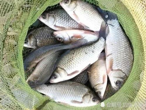 春钓鲫鱼视频,鲫鱼视频教程，轻松捕捉春水中的美味