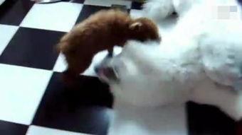 泰迪视频大全搞笑视频,泰迪狗狗搞笑视频大盘点