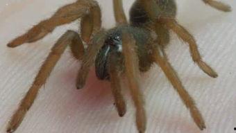 狼蛛视频,揭秘神秘生物的生存智慧