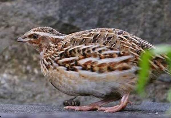 怎样养鹌鹑视频,视频教程详解