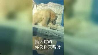 塞冰块视频,塞冰块视频背后的奇幻世界