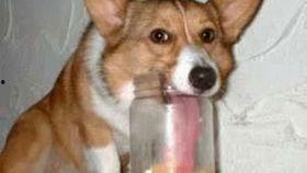 揍狗视频,从揍狗视频看人性之恶