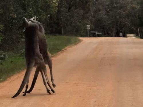 袋鼠打拳击视频,一场别开生面的动物拳击秀