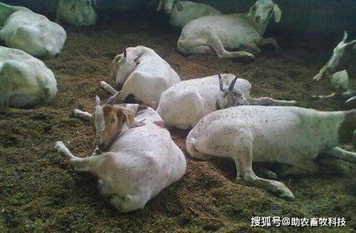 发酵床养羊视频,视频揭秘养殖新篇章