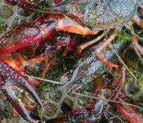 养殖大龙虾视频,揭秘高效养殖技术全流程