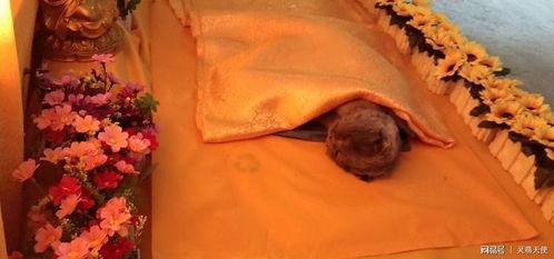 火化狗视频,火化狗视频引发的伦理与情感漩涡