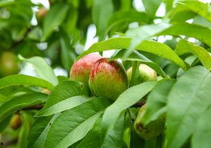 盆栽桃树视频,盆栽桃树种植技巧与养护心得分享