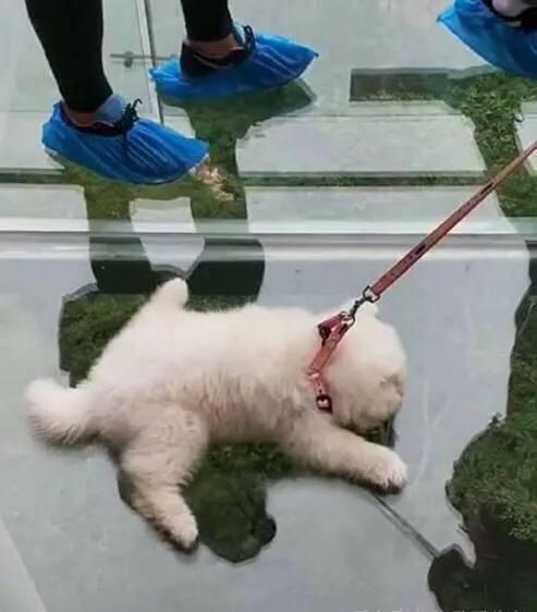 狗玻璃栈道视频搞笑,笑料百出，萌态可掬！